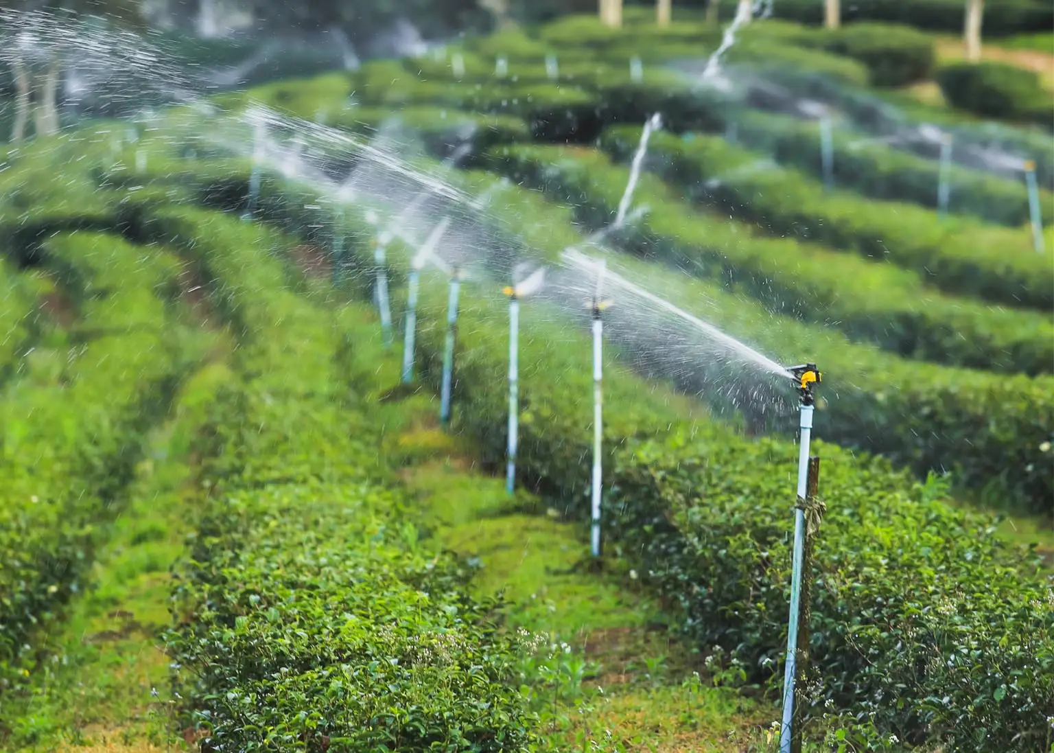 Micro Sprinkler Irrigation – Dams Agri Private Limited